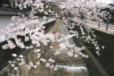 江名子川から桜